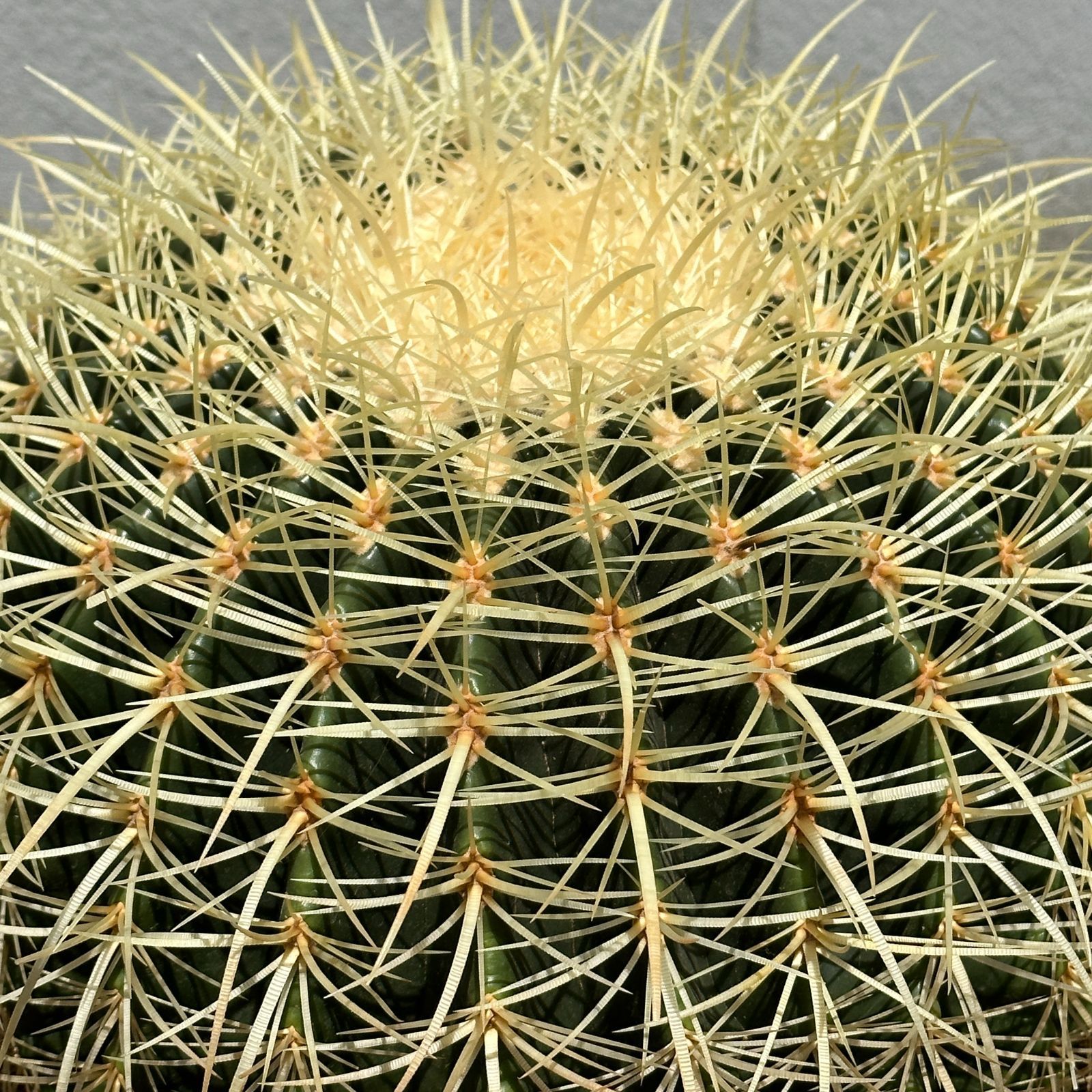 Echinocactus grusonii エキノカクタス グルソニーサボテン キンシャチ
