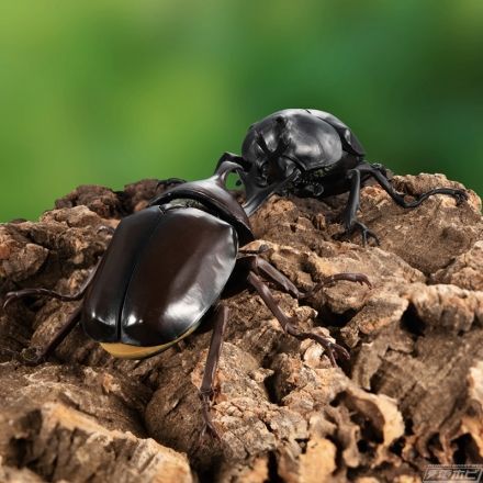 いきもの大図鑑 かぶとむし04 ヤマトカブトムシ、オキナワカブト