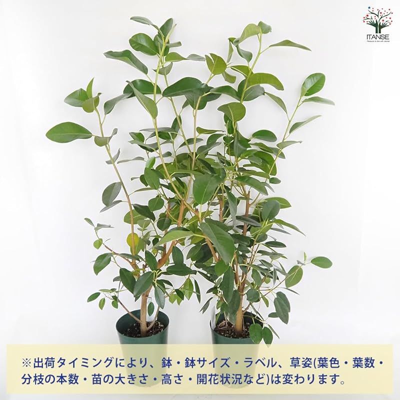 ♥ ＩＴＡＮＳＥ フィカス ルビギノーサ フランスゴム 5号 1個売り 品種で選べる観葉植物 学名 Ficus rubiginosa|クワ科フィカス属|原生地 インド●葉は小判型で 厚みと光沢があり 一般的なゴムの木よりも葉が小さく 幹はしな 0 STEELWINDOWSANDDOORS_COM