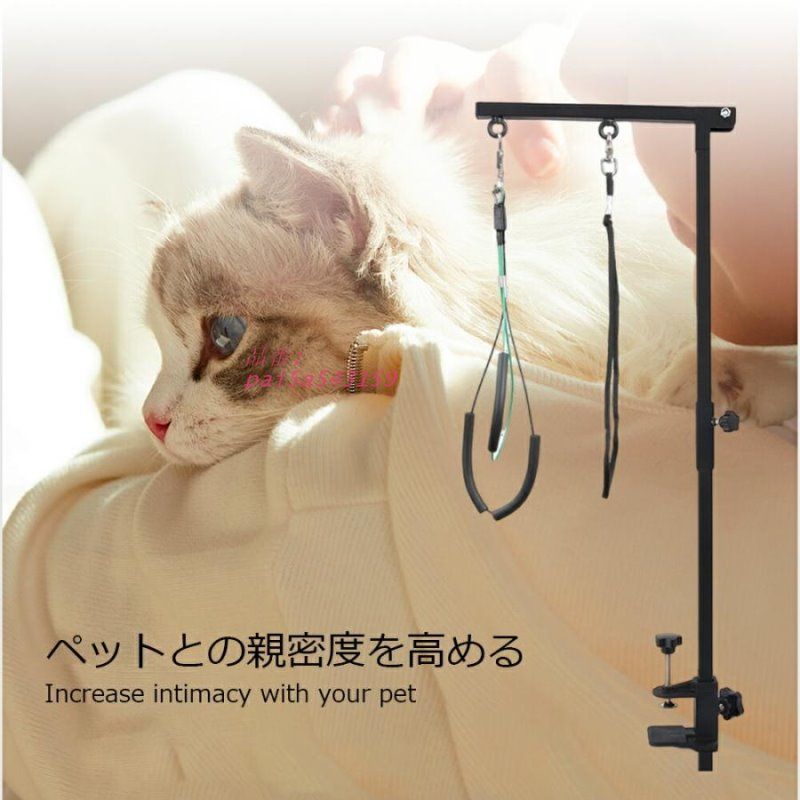 ブラッシング お手入れ