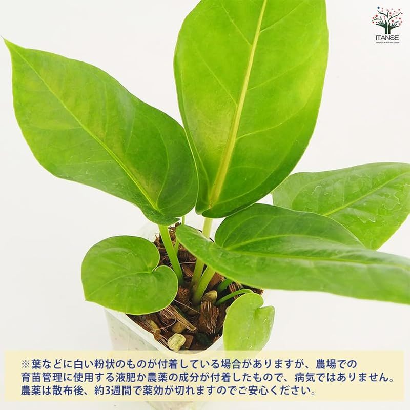 うねうねと波打つような厚みのある大きな葉が特徴の品種です