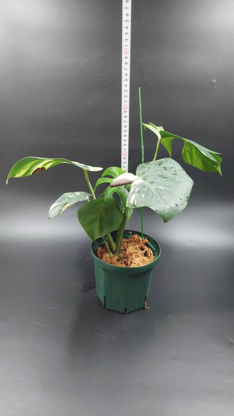 モンステラ　ボルギシアナ　ミント斑入り　美作品 モンステラ ボルギシアナ ミント斑入り 美作品 モンステラ