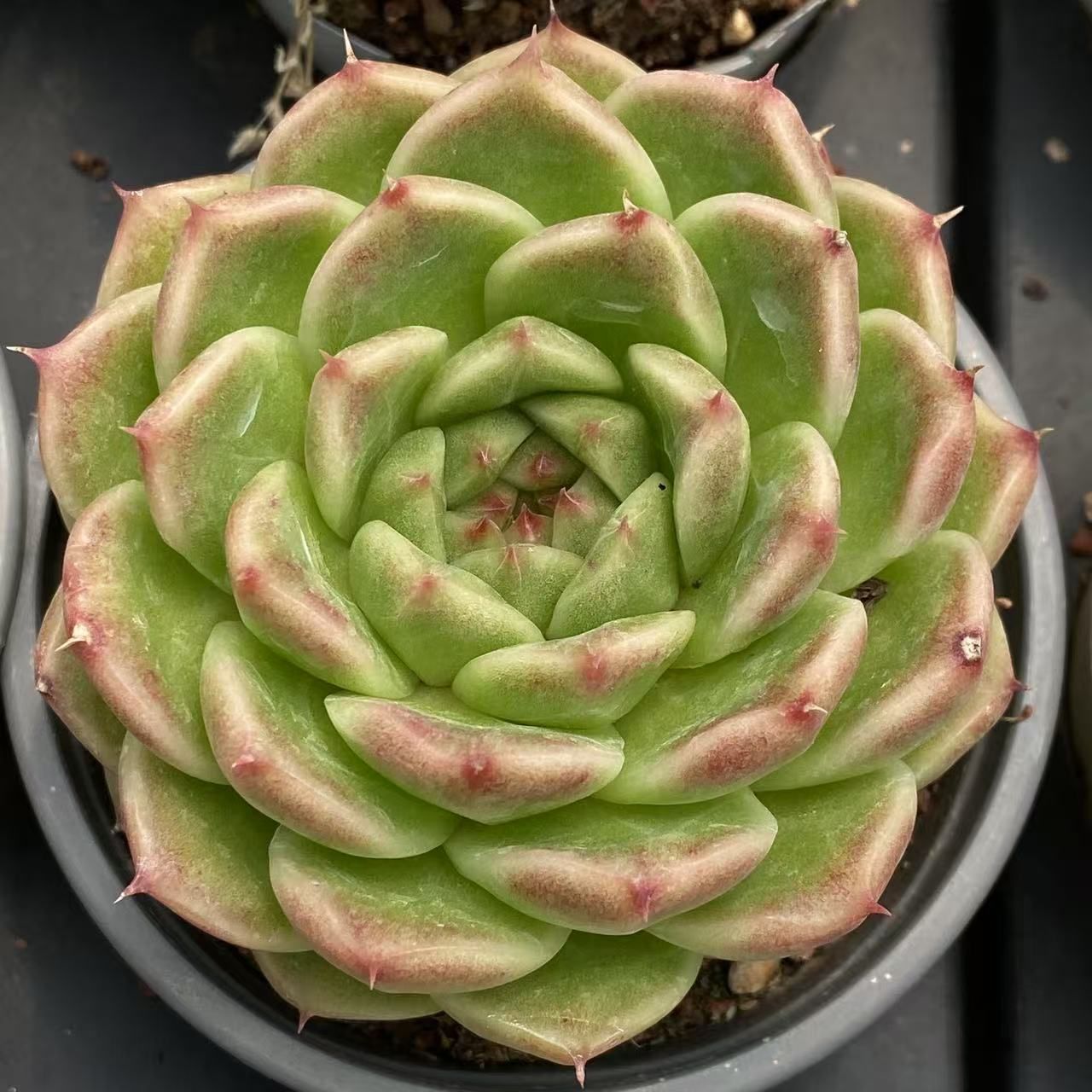 35株の抜き苗セット マルガン単頭 多肉植物 佐川急便発送 エケベリア 韓国苗 NGN1402