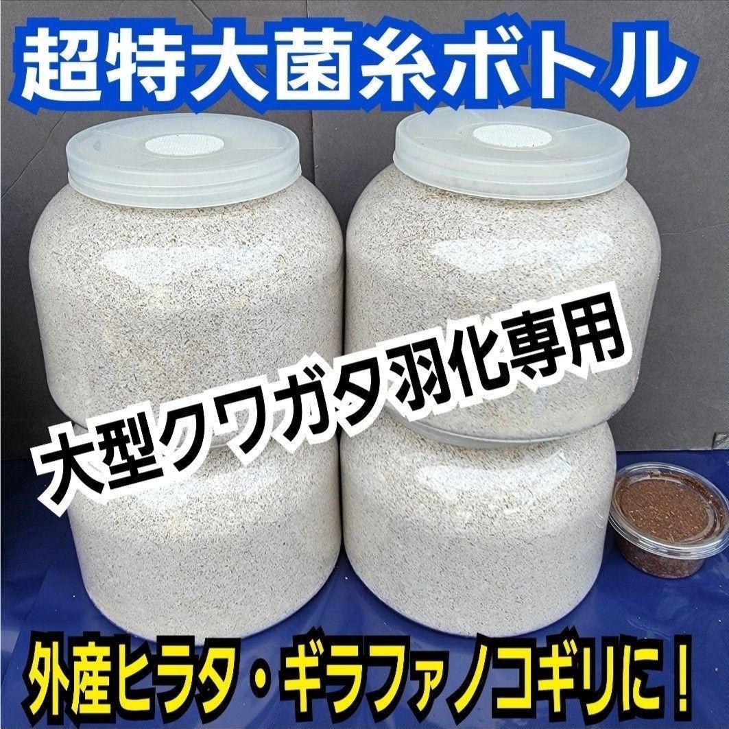 大型クワガタ羽化専用☆特大2300ml菌糸瓶【3本】ギラファ、外産ヒラタ