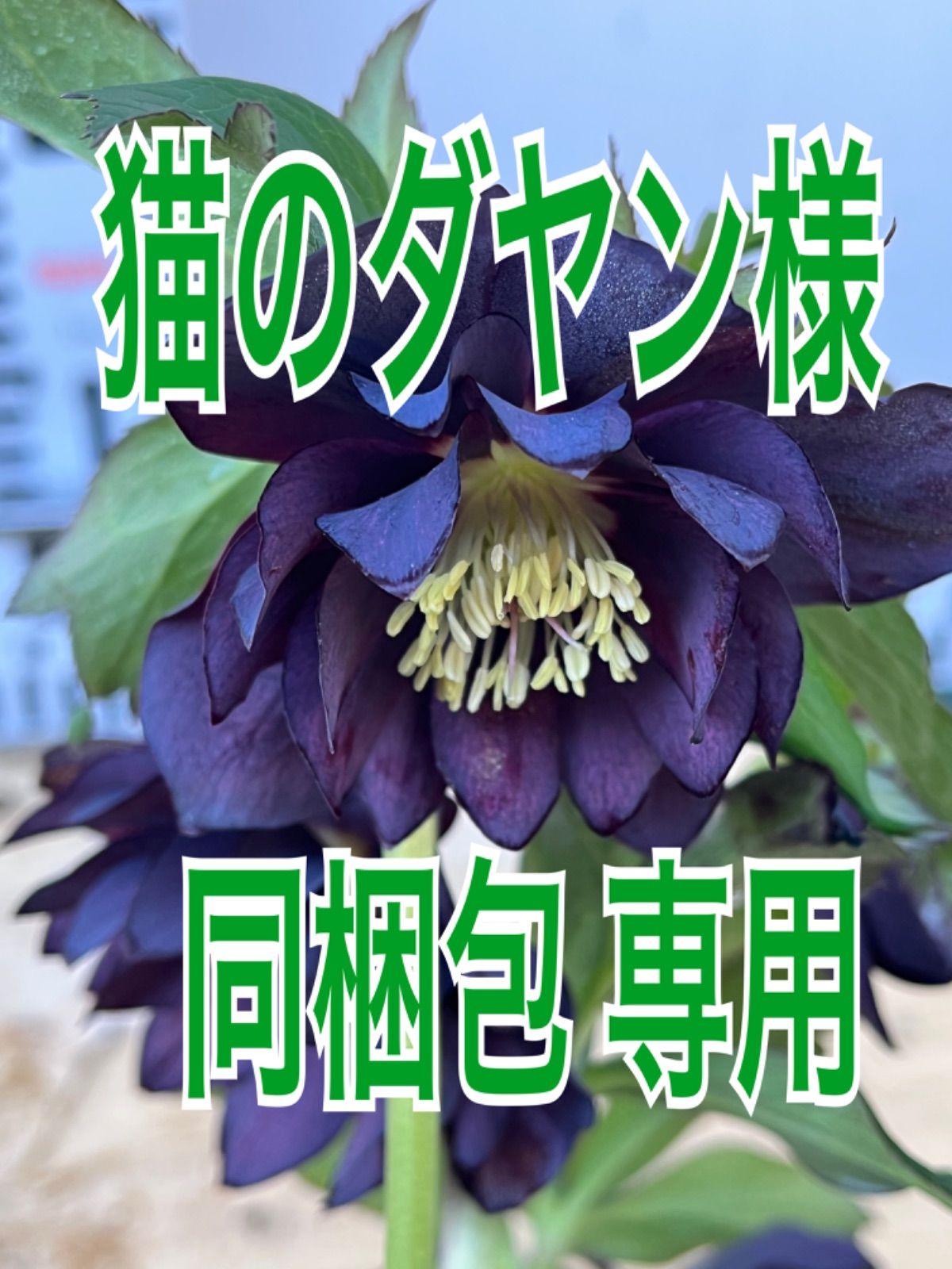 クリスマスローズ苗開花株 ダブル.ブラックスワン4号 - Takarazuka