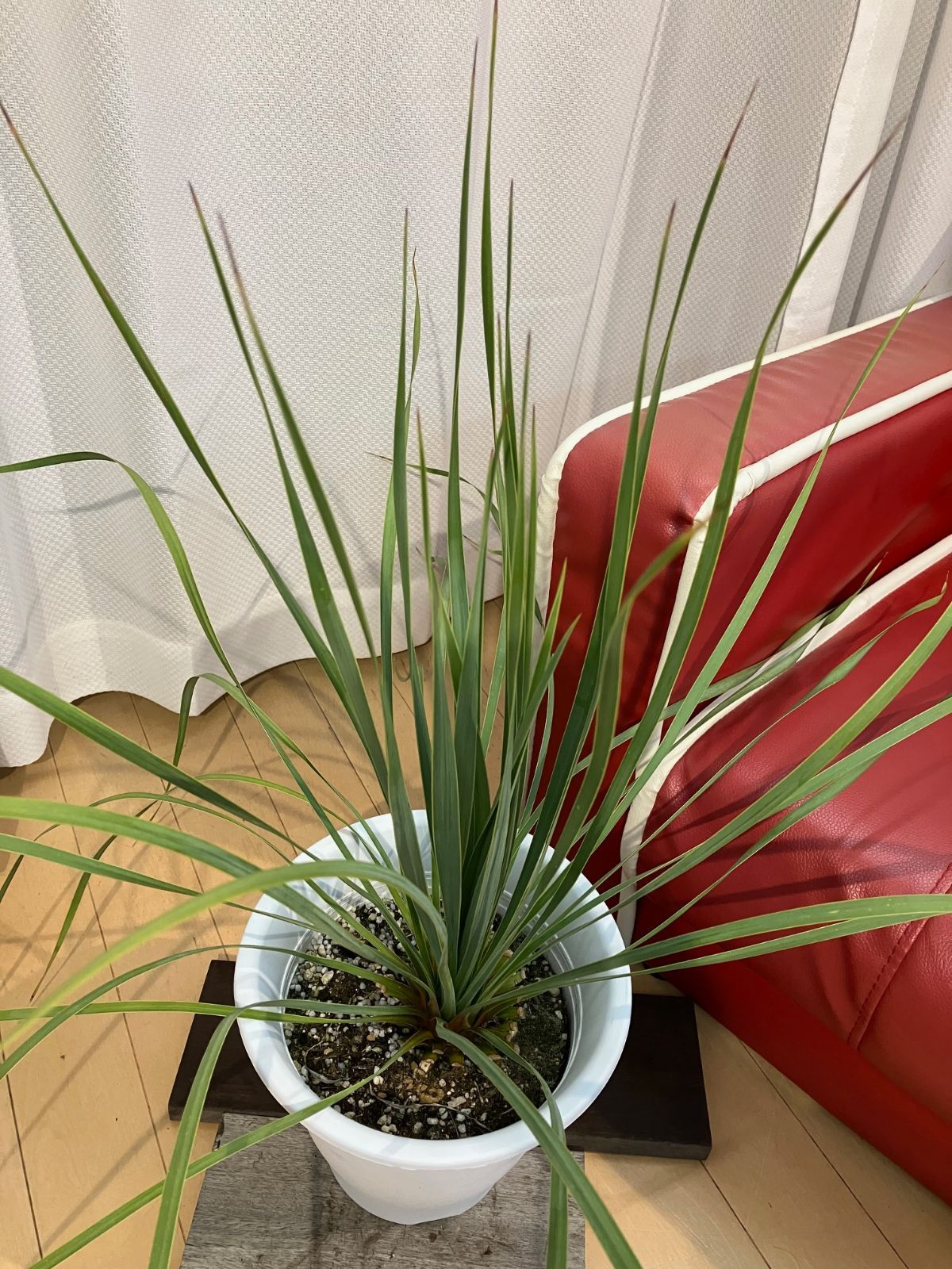 ドライガーデンの飾り等に 骨スカル ハンティングトロフィー◇アガベ