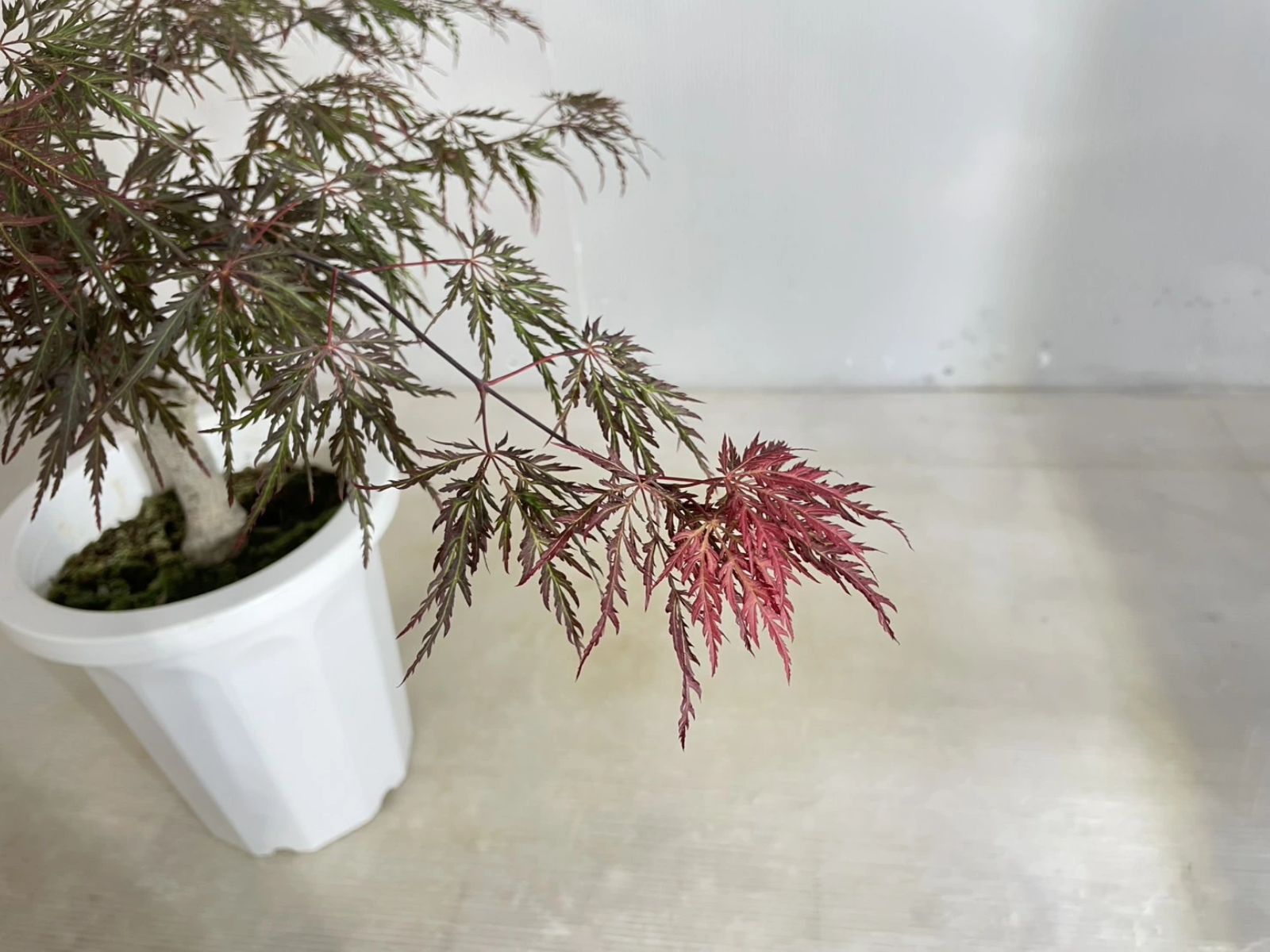 紅枝垂れモミジ シダレモミジ