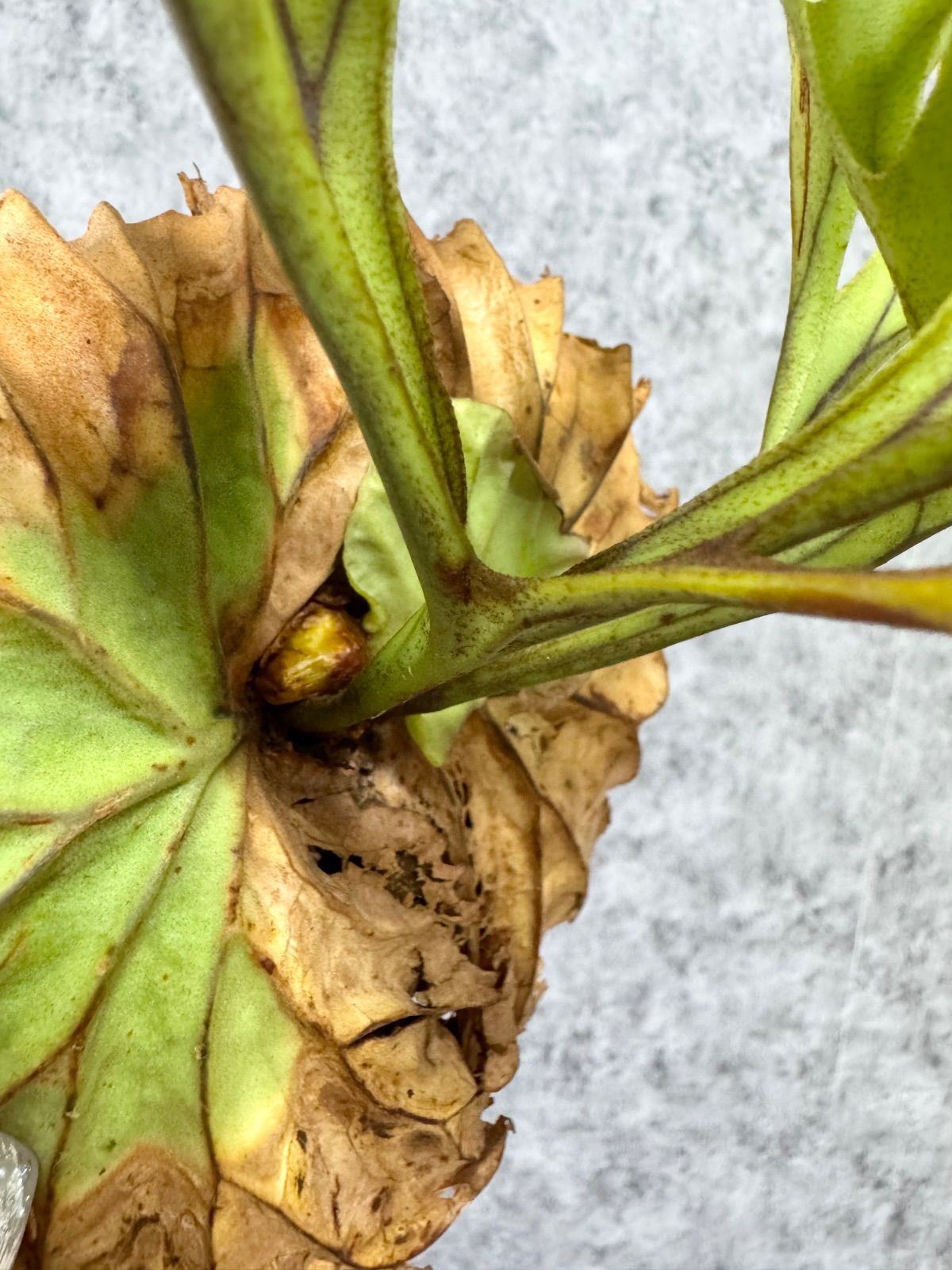 Mサイズ】49 ▽P.ridleyi Wild from Central Borneo ▽ リドレー