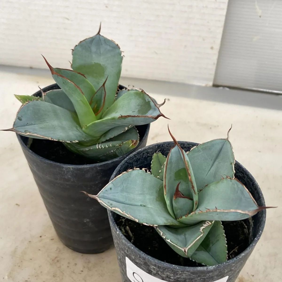 Ｒ1214-37 アガベ 多肉植物 塊根植物 Euphorbia obesa ユーフォルビア オベサ 群生株 ３頭(サボテン)｜売買されたオークション情報、yahooの商品情報をアーカイブ公開  - オークファン サボテン