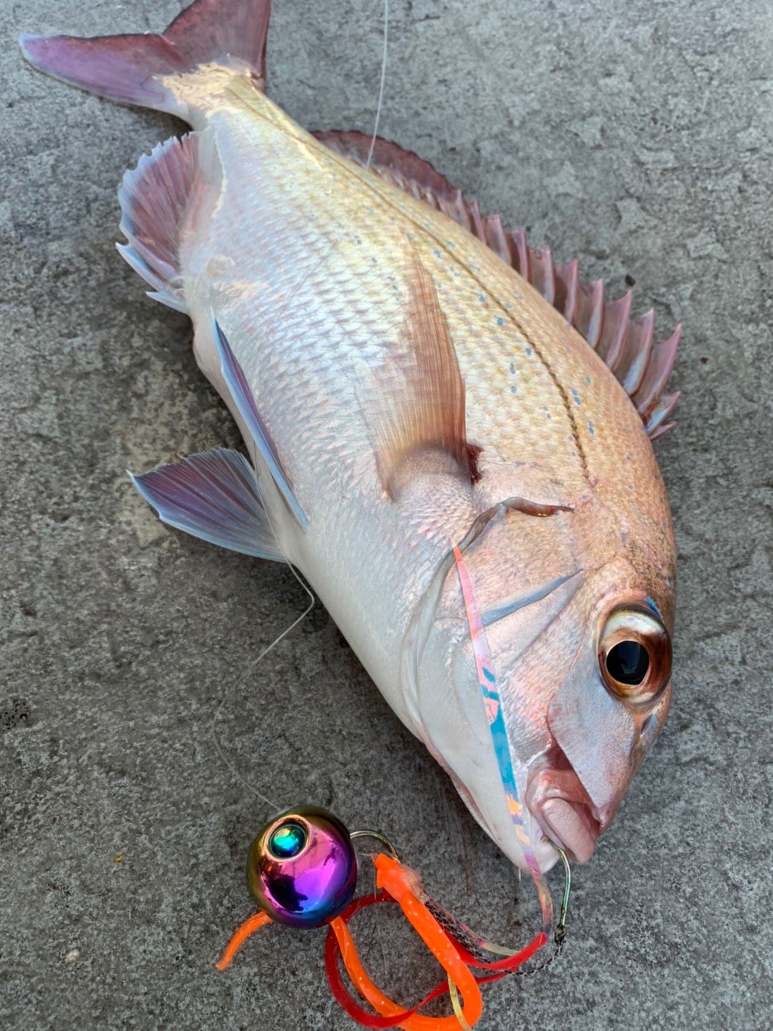 お買得情報満載！ タイラバ 鯛ラバヘッド タングステン タイラバヘッド シルバー260g2個 即日発送