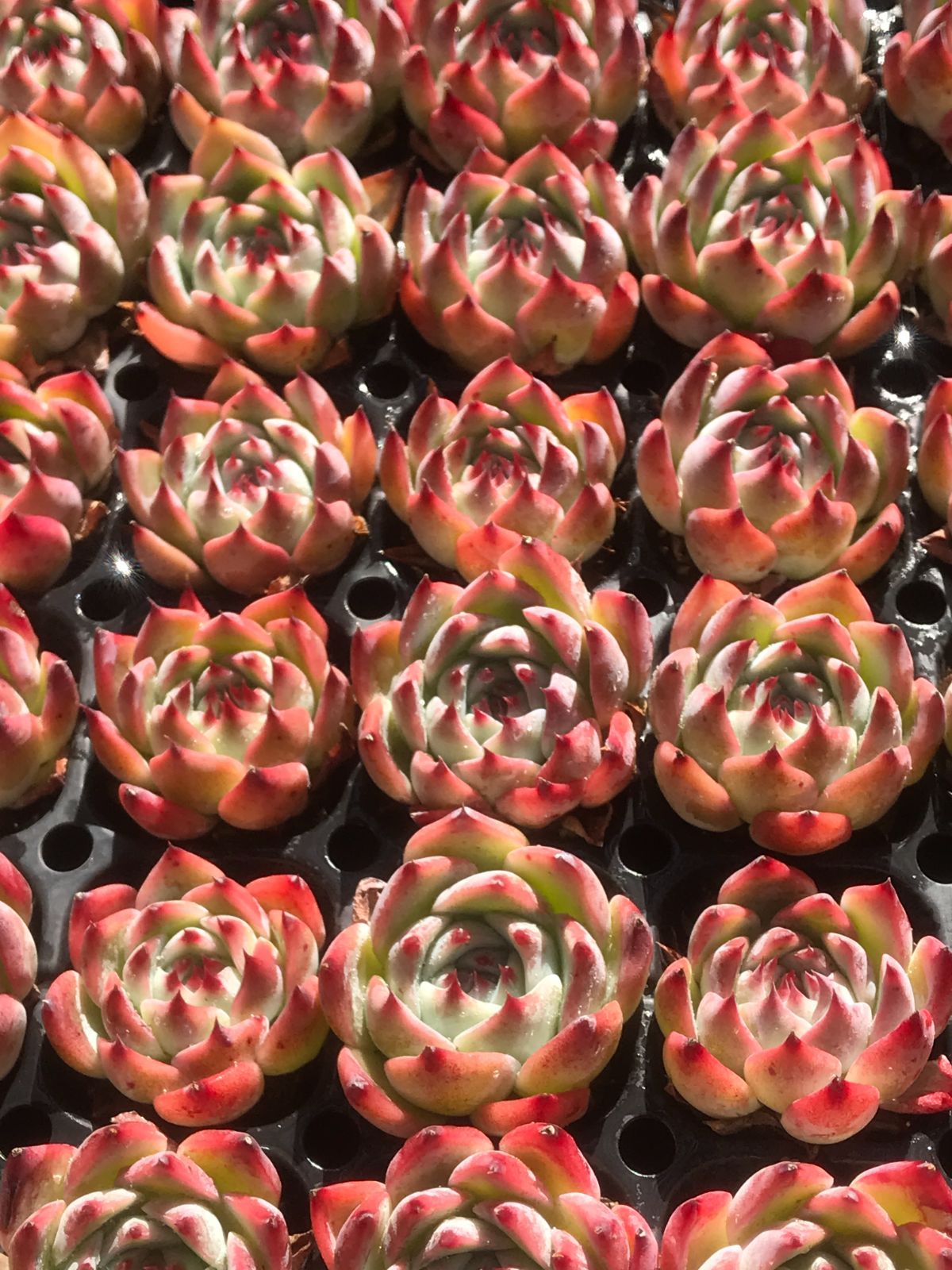 新入荷 チワワ(中型) 鮮やかな72苗セット 抜き苗 多肉植物 エケベリア レア種 韓国苗 サボテン 詰め合わせ 寄せ植え 176