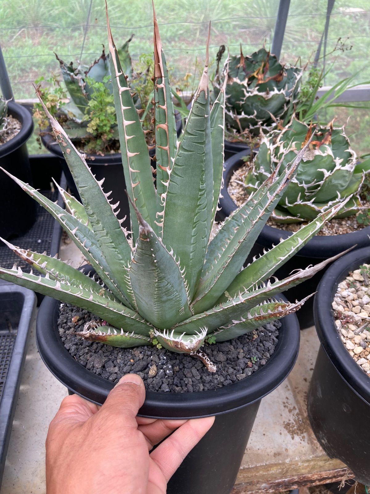 アガベ パープソラム多肉植物 大株