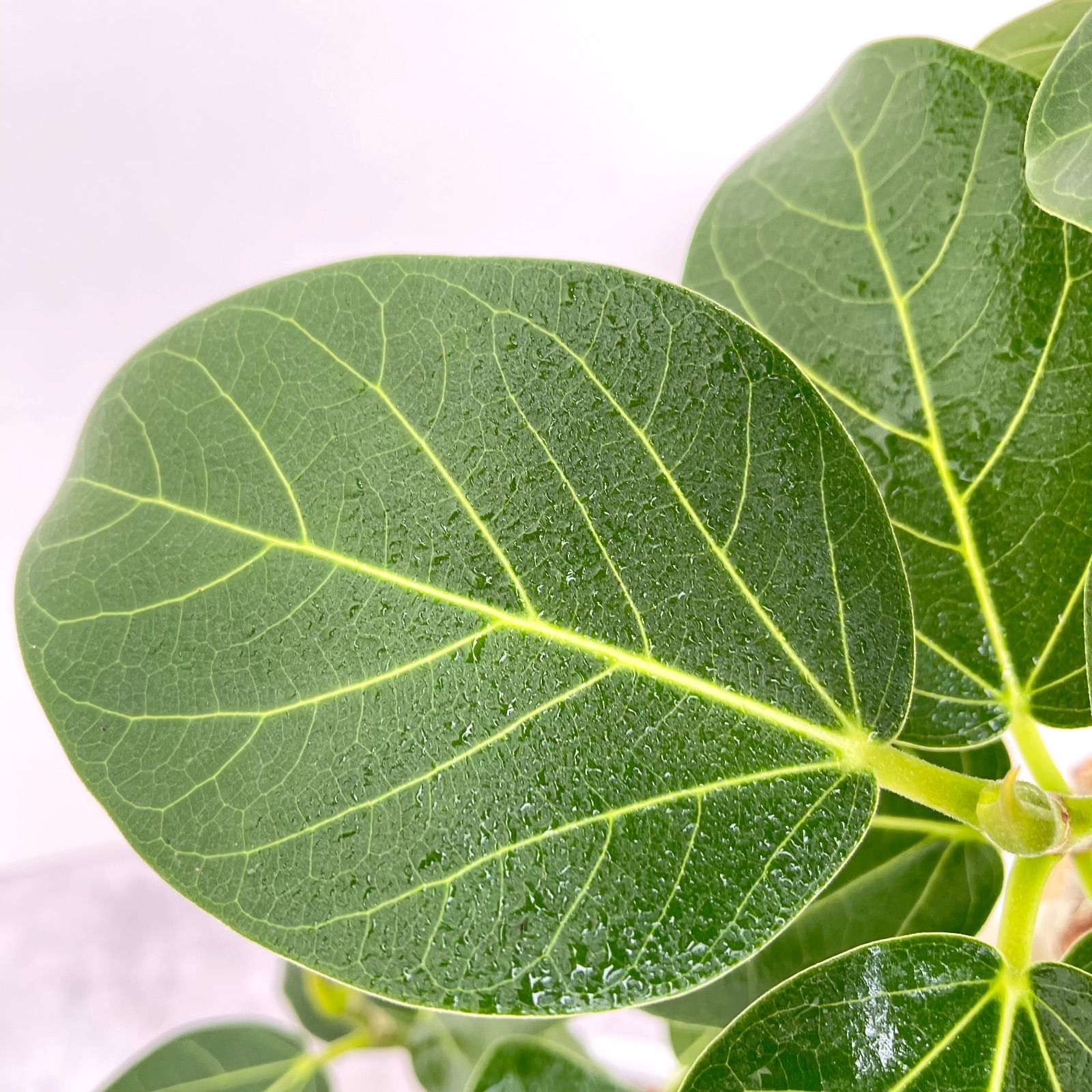 フィカス ベンガレンシス 曲がり 13【現品】観葉植物 大型 室内