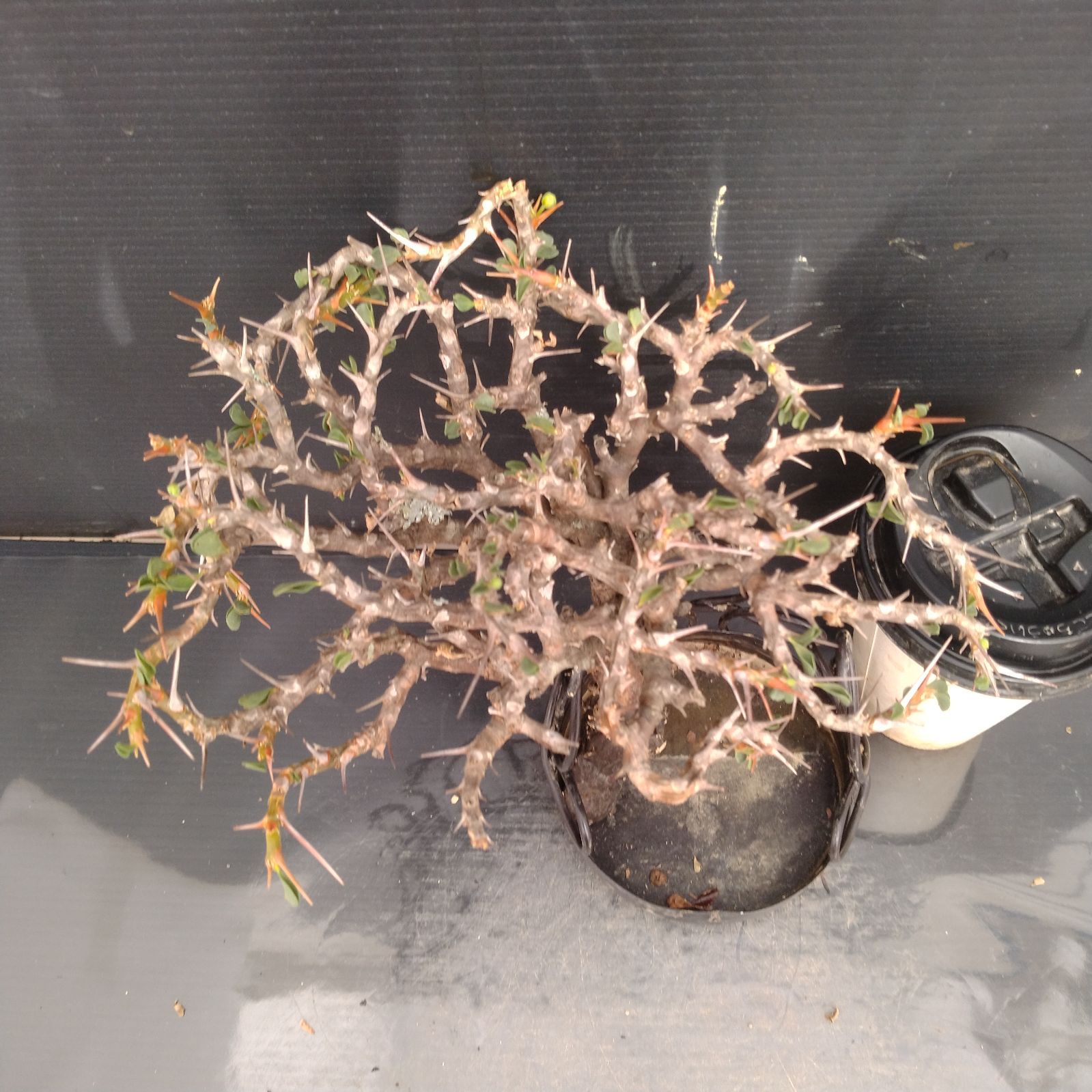 R331【最新到着】Sarcocaulon バンデリエティアエ（現地球・抜き