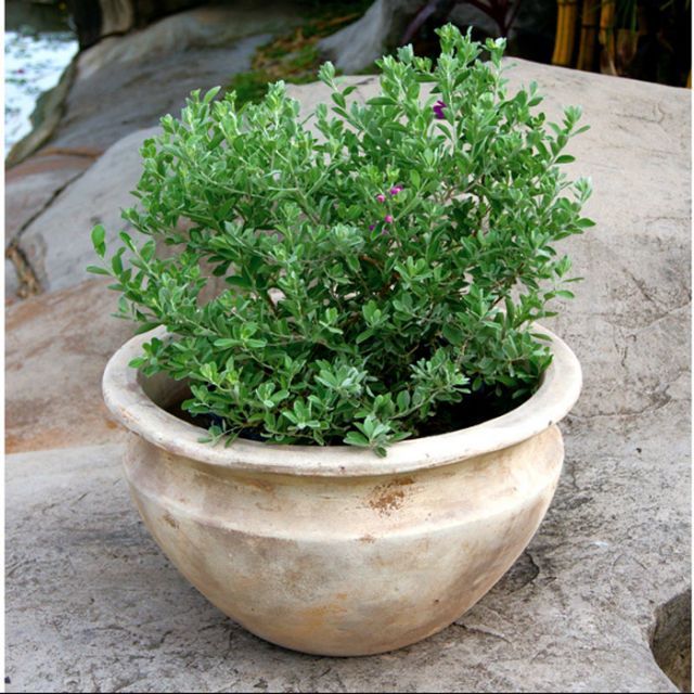 大型 植木鉢