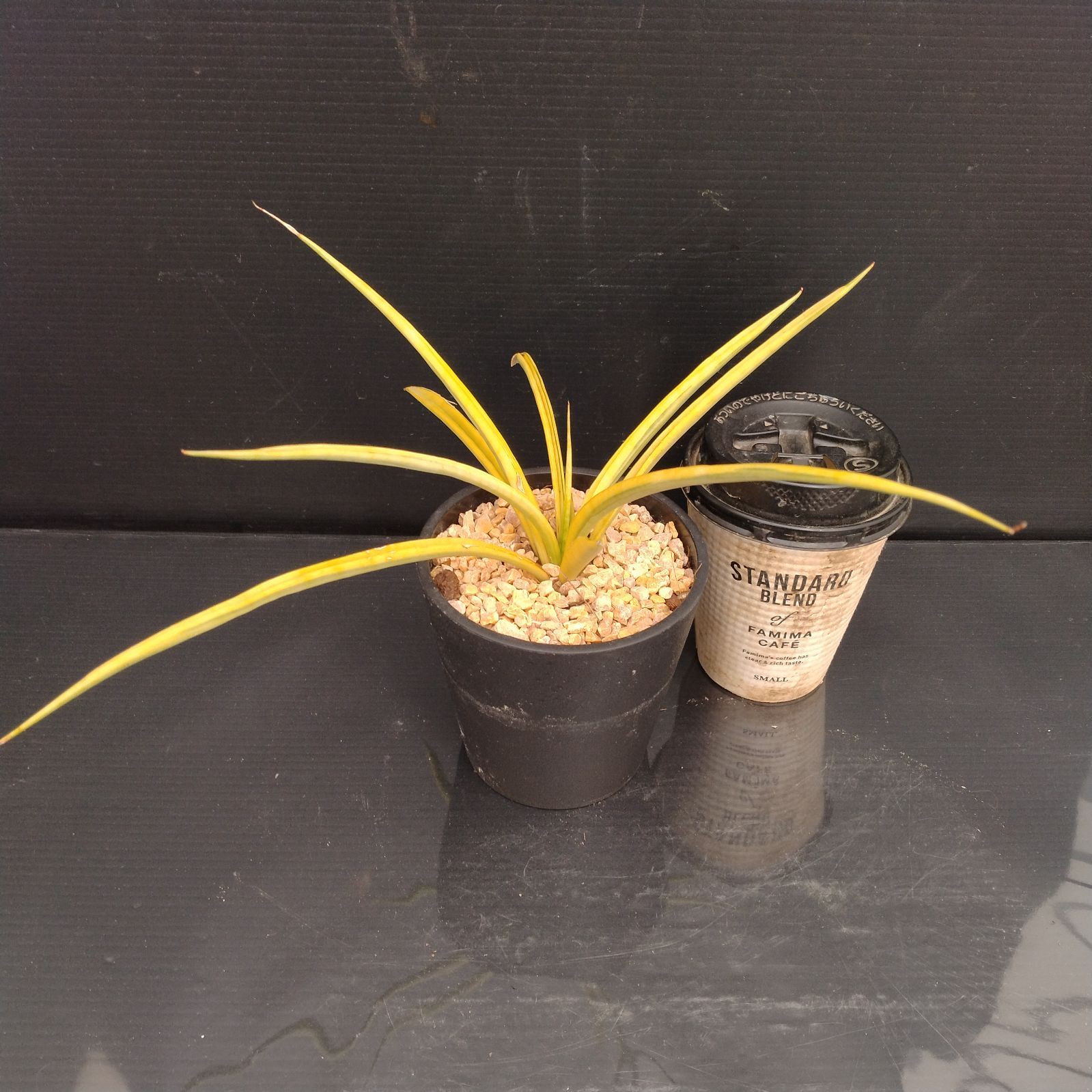 Akira Noritaサンセベリア　ダンシングドラゴン　希少　メルカリ便 Akira Norita様専用サンセベリア ダンシングドラゴン 希少