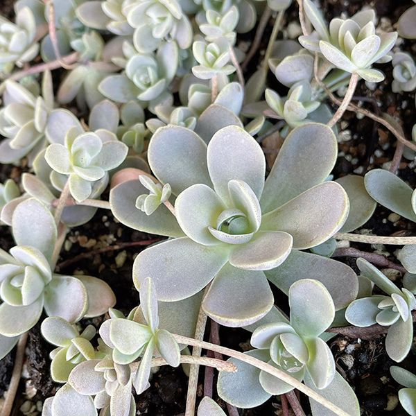 今日まで子持ち蓮華錦 斑入りカット苗 オロスタキス 多肉植物