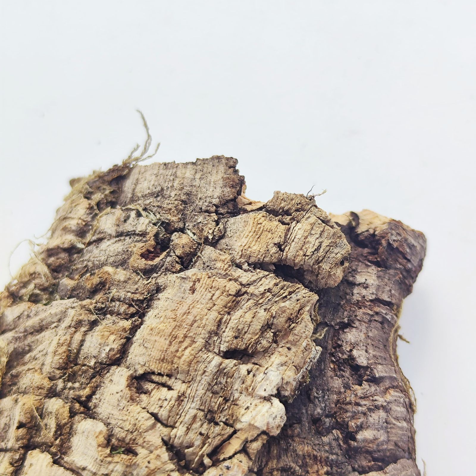 250616　 ポルトガル産 キャノンコルク コルク樹皮 　バージンコルク W261 ポルトガル産 キャノンコルク コルク樹皮 コルク板