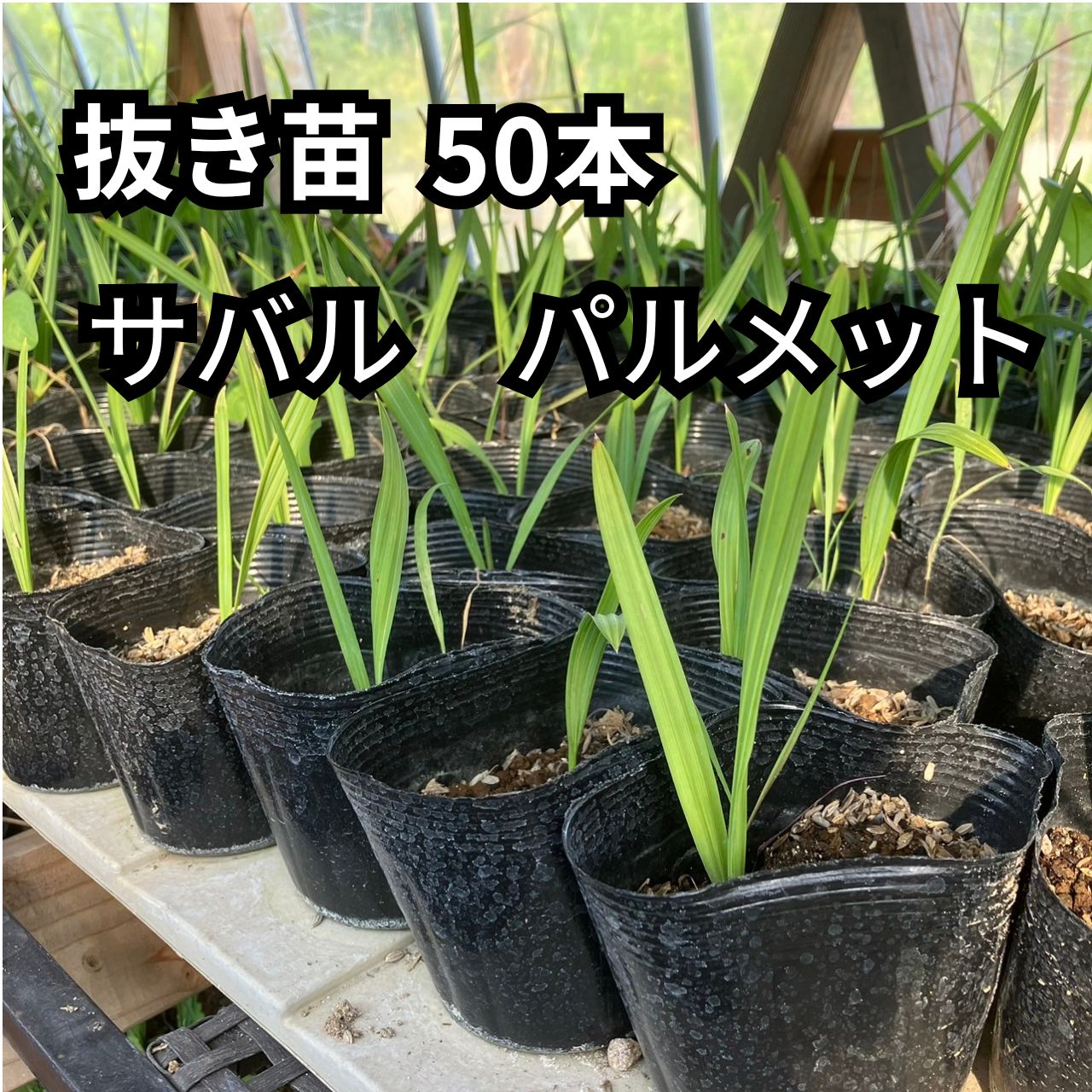 サバルヤシ　苗　50本 ヤシ サバルヤシの通販 苗木部 By 花ひろばオンライン