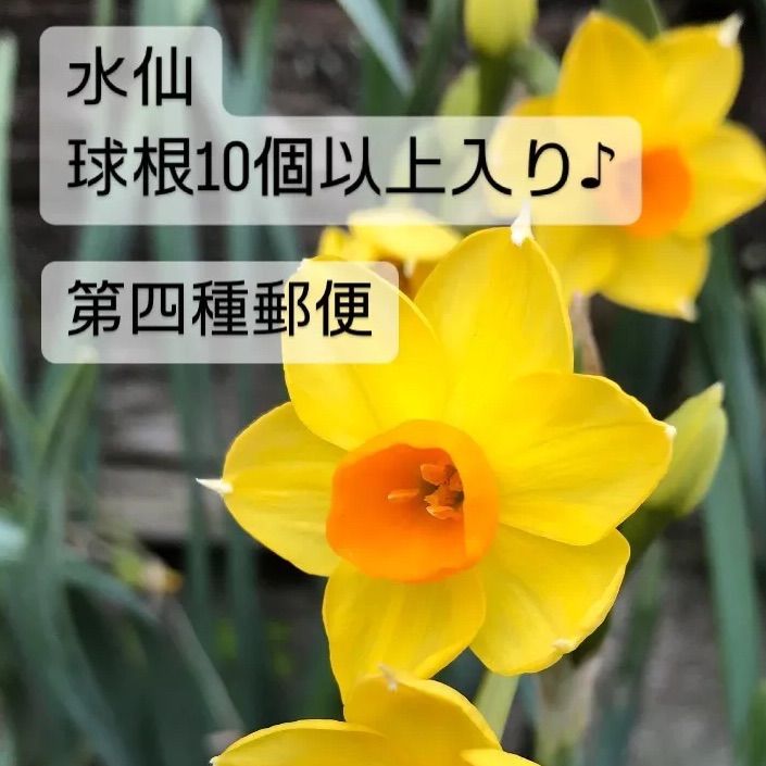 第四種郵便】水仙 球根10個以上入り♪ - メルカリ
