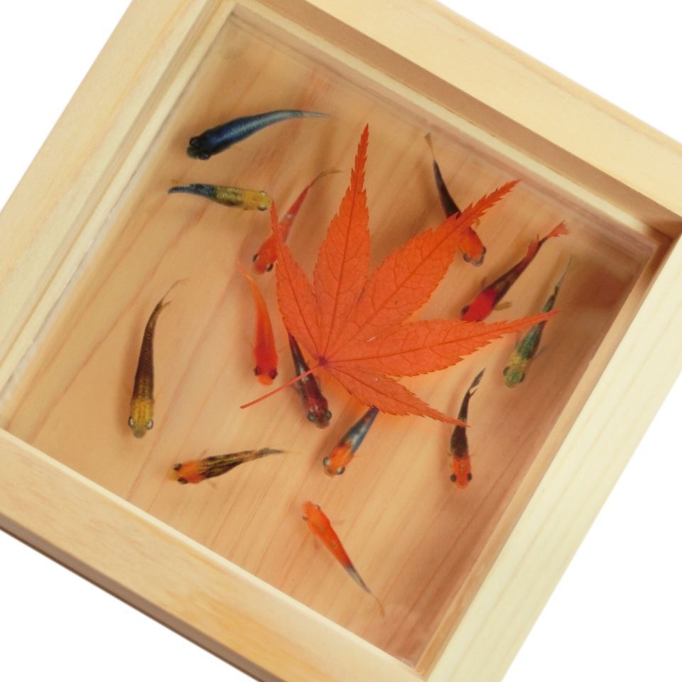 めだか メダカ アート 紅葉 プリザーブドフラワー 金魚 動物 透明 生き物 めだか メダカ アート 紅葉 プリザーブドフラワー 金魚 桧 木製