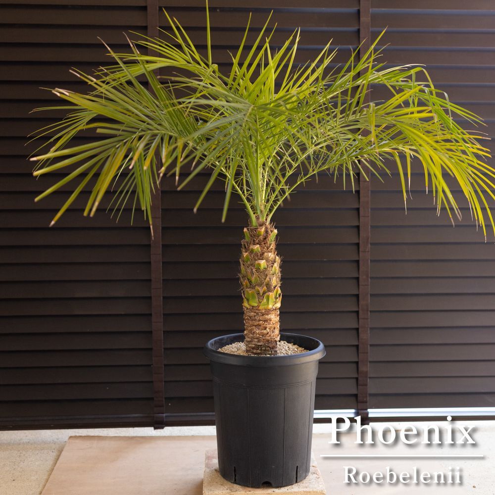 ヒ*ラ様 フェニックス・ロベレニー 2本立ち 葉先80cm 希少株 ヒ*ラ様 フェニックス・ロベレニー 2本立ち 葉先80cm 希少株
