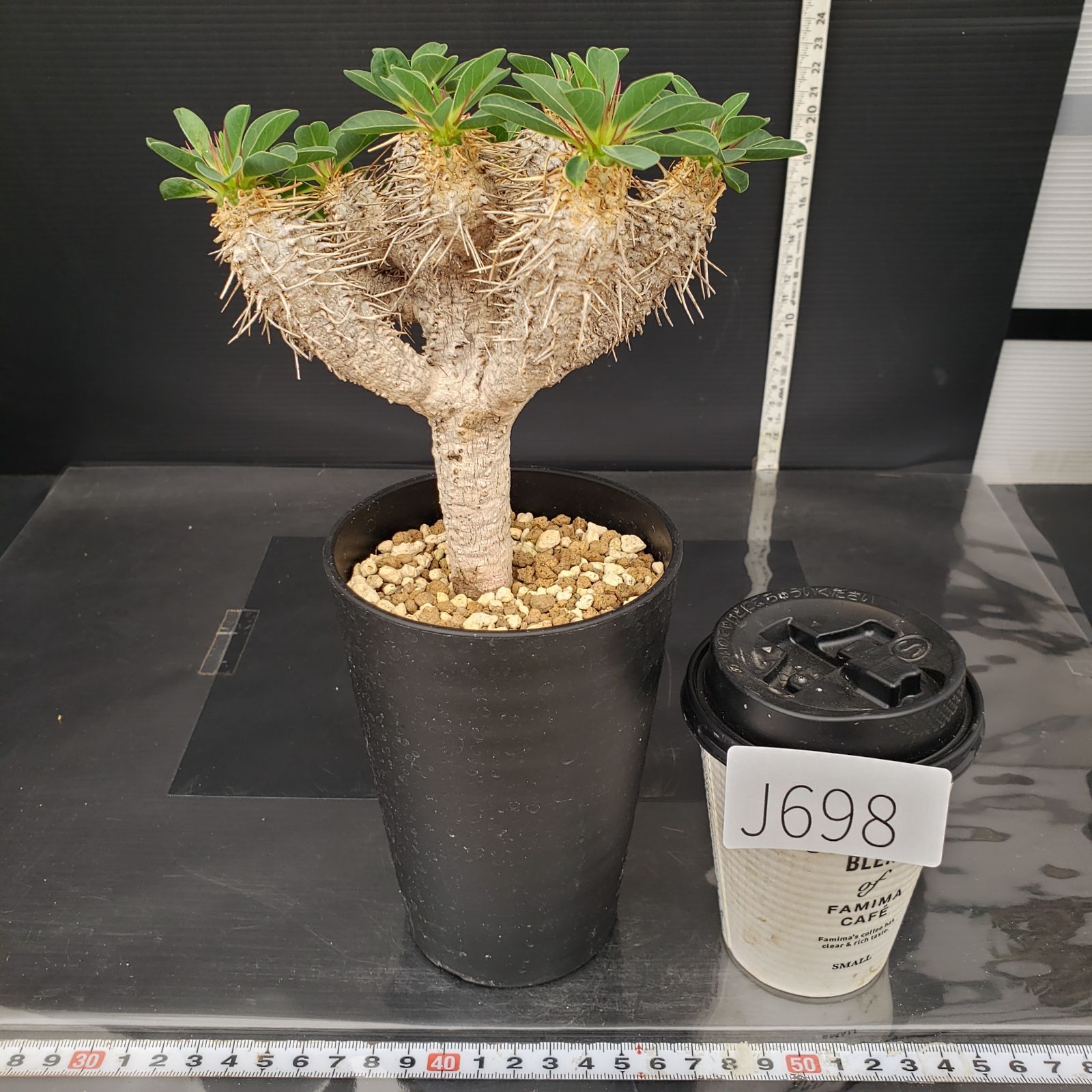 ユーフォビア ギラウミニアナ 現地株 発根済 ① 塊根植物 小型 Sサイズ ユーフォルビア ギラウミニアナ 現地株 発根済み | GREEN LUCK