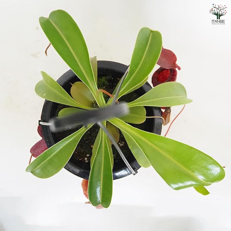 東南アジア 別名