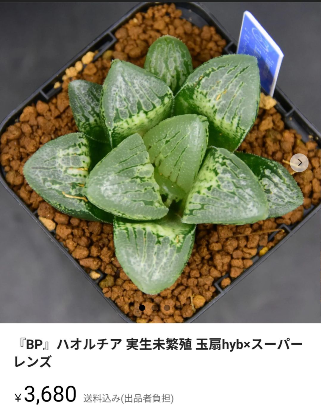 おまとめ『BP』ハオルチア 実生未繁殖 玉扇hyb×スーパーレンズ 玉 扇