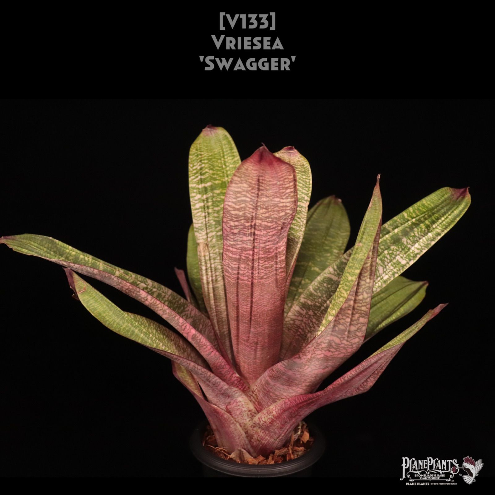 【送料無料】Vriesea 'Swagger'〔フリーセア〕現品発送V133 送料無料】Vriesea 'Swagger'〔フリーセア〕現品発送V133