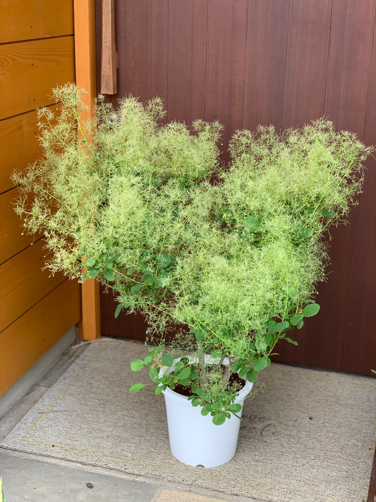 鉢植え