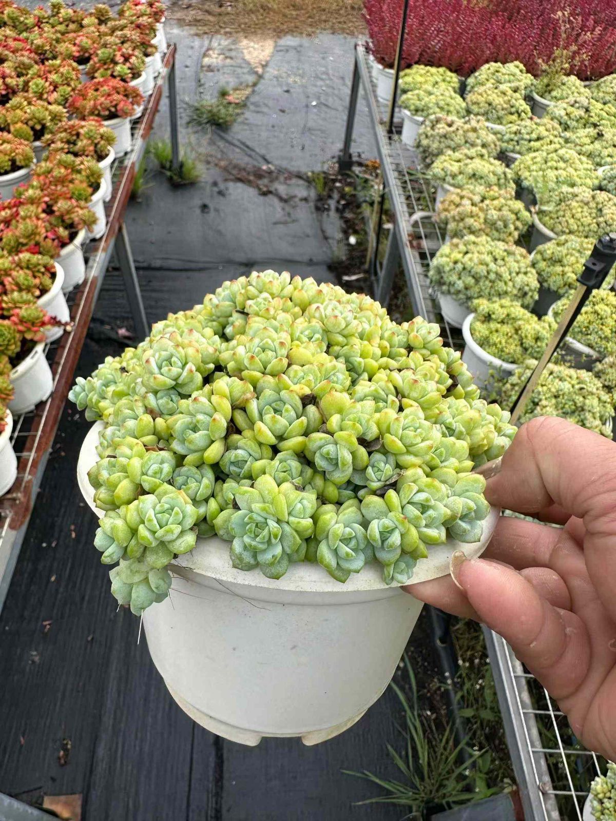 多肉植物 佐川急便発送