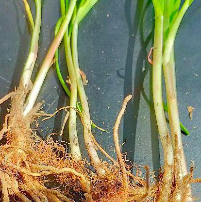 茶吉さんの専用ニラ苗 50本 家庭菜園 茶吉さんの専用ニラ苗 50本 家庭菜園