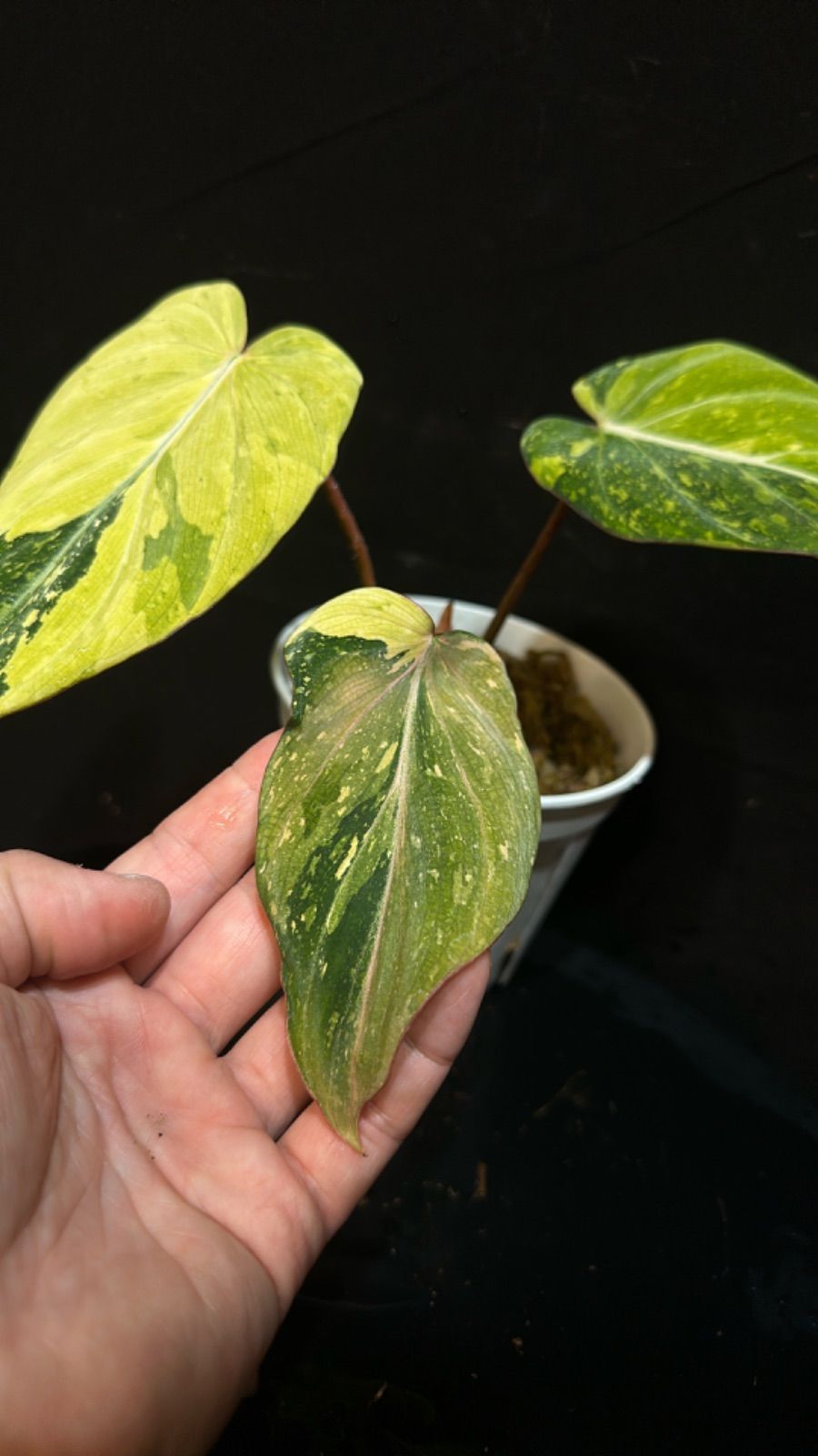 フィロデンドロン グロリオーサム トリカラー 斑入り バリエガータ