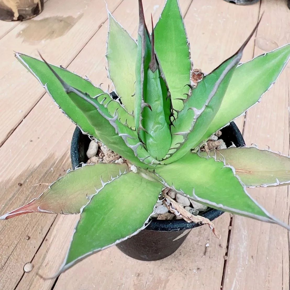 発根済】 アガベ チタノタ ホリダ 台湾株 多肉植物⑨ - メルカリ