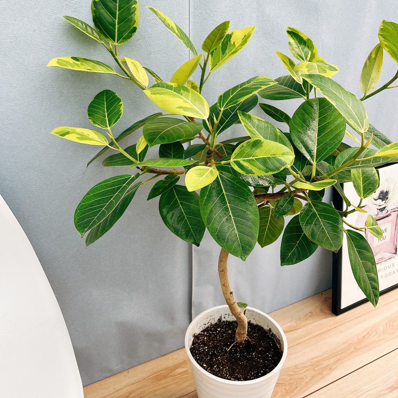 フィカスアルテシマ 斑入り お届け 観葉植物 7号 大型 室内 フィカス