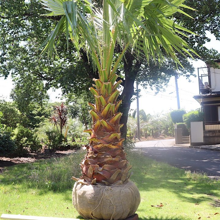 極太幹】ワシントンヤシ No.12 - メルカリ