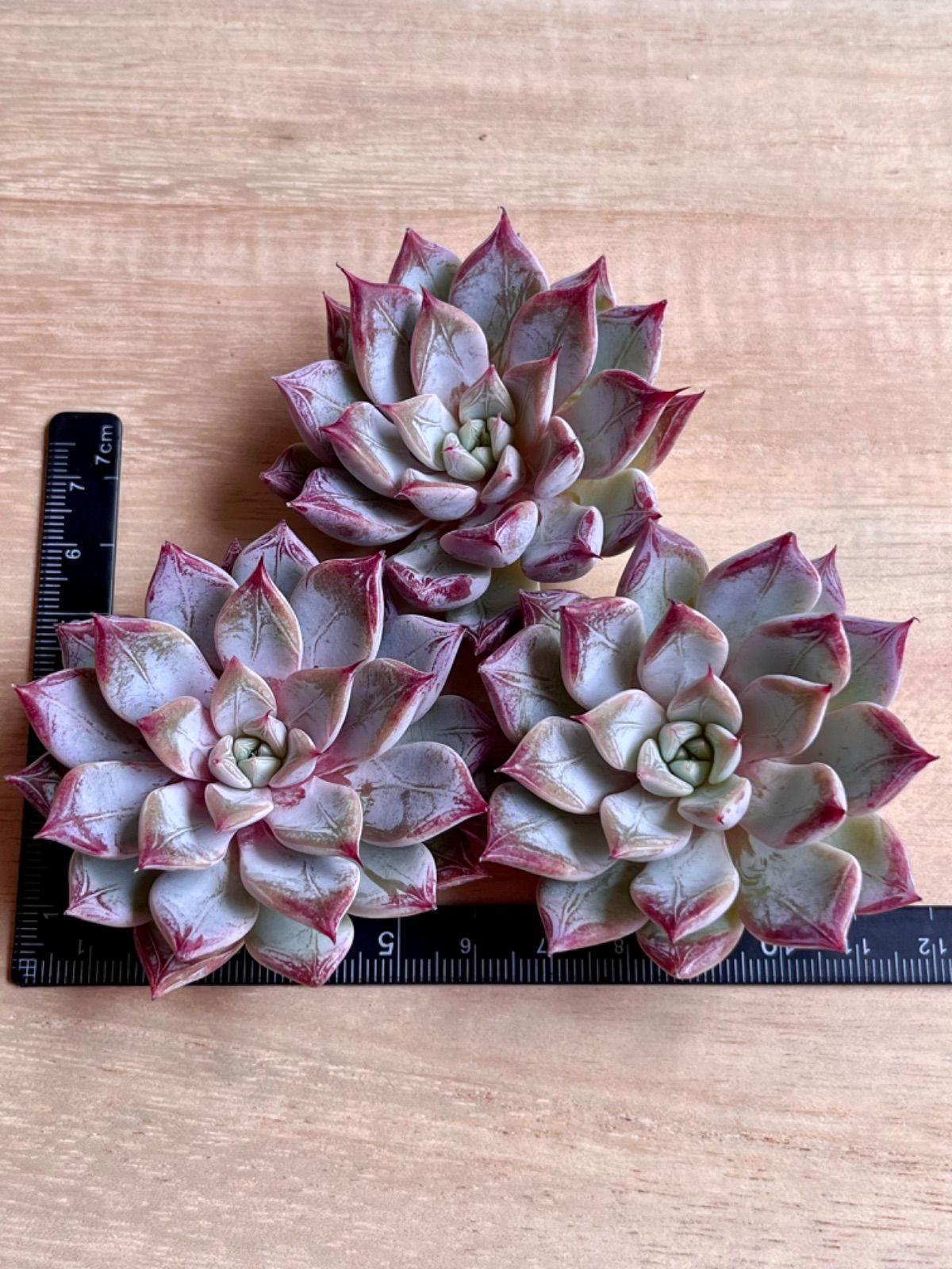 ペガサス◎多肉植物 カット苗 韓国苗 エケベリア等 多肉植物 韓国苗 ペガサス｜Yahoo!フリマ（旧PayPayフリマ）