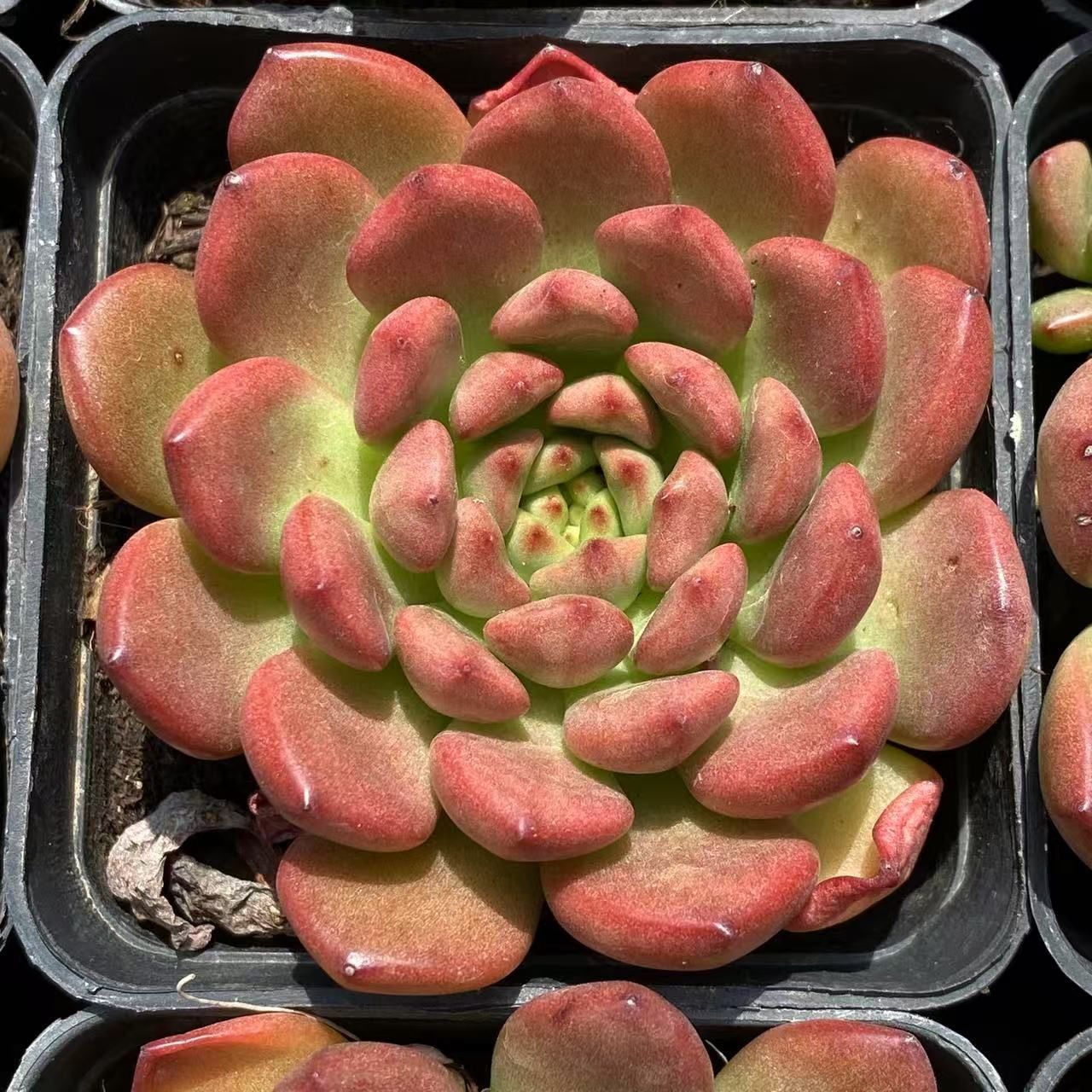 ガ*M様 S415　小紅船 　抜き苗　40株　多肉植物 エケベリア 韓国苗 サボ ガ*M様 S415 小紅船 抜き苗 40株 多肉植物 エケベリア 韓国