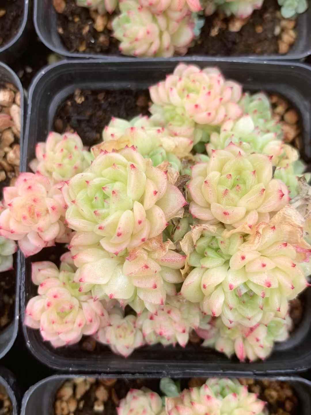 40株の抜き苗セット】ピンクバブル 多肉植物 佐川急便発送