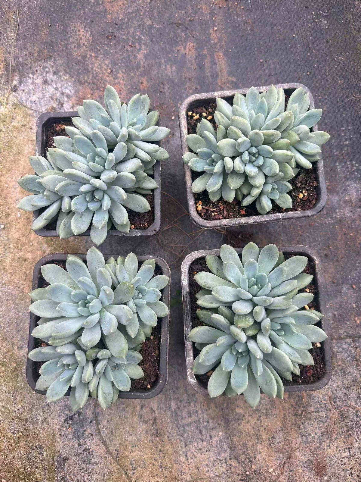 ZAN19×20 ジェフリーニ 抜き苗 多肉植物 アエオニウム エケベリア 韓国苗 STEELWINDOWSANDDOORS_COM