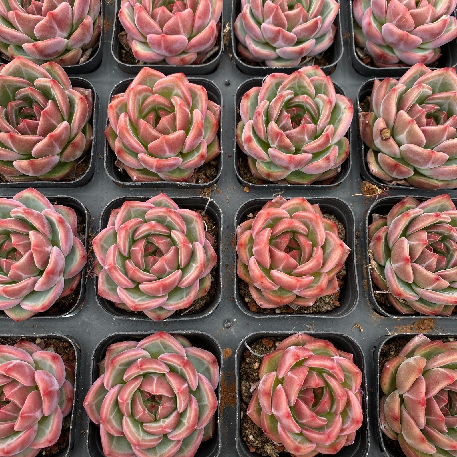 50株の抜き苗セット】レッドシャンペーン 多肉植物 佐川急便発送