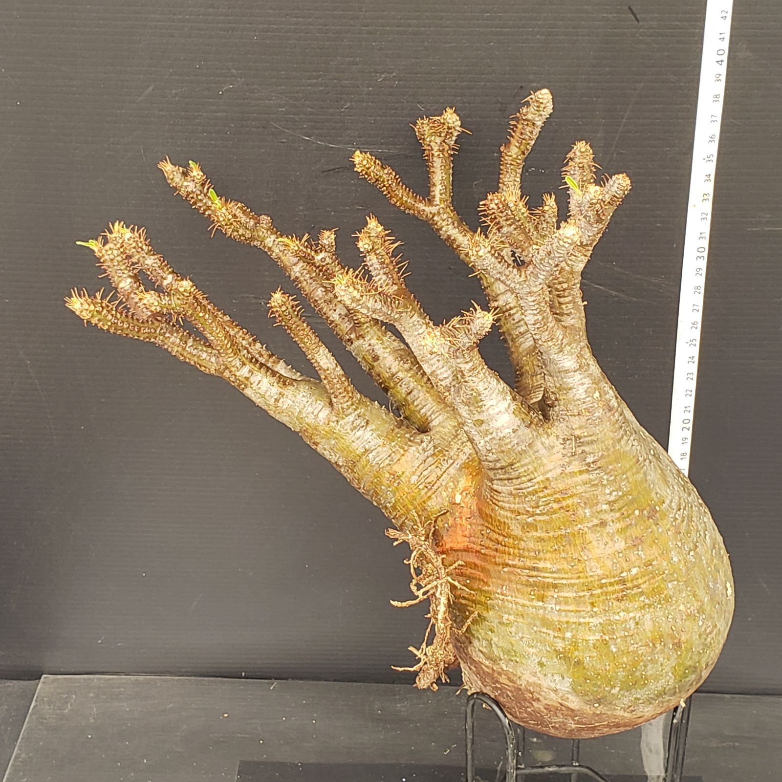 J569【最新到着】Pachypodium グラキリス（L）（現地球・抜き苗