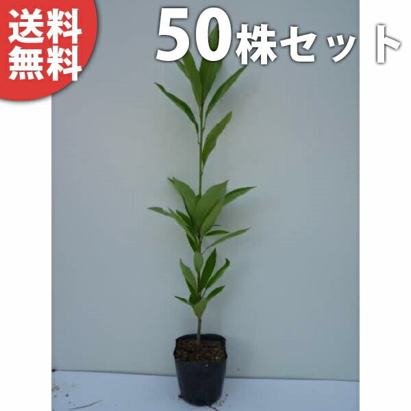 苗|苗木 50本セット マテバシイ 樹高0.3m前後 10.5cmポット まてばしい 苗木 苗 植木 庭木 生け垣 kc 50本 50