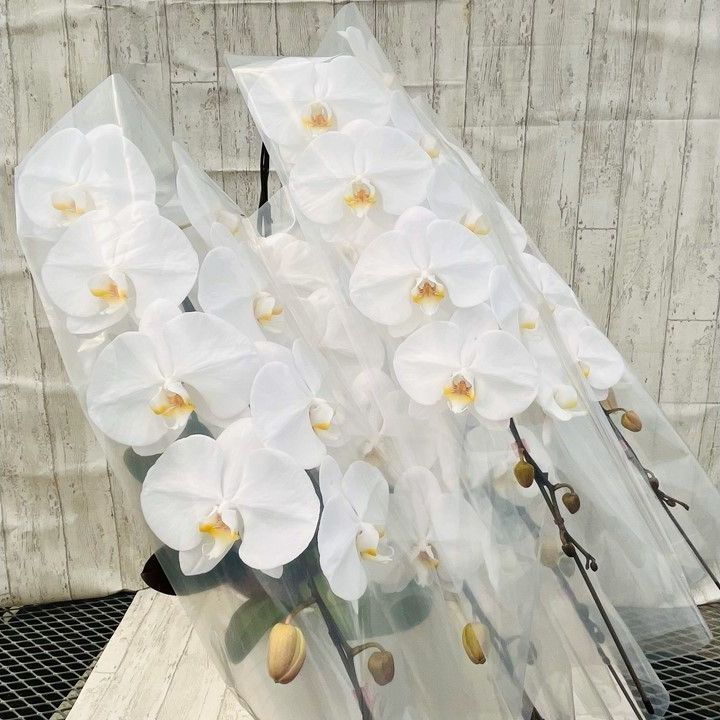 大輪胡蝶蘭白５本立 ６０～６５輪前後 ｜開店 開業 移転 周年 送別 誕生日のお祝いなどに