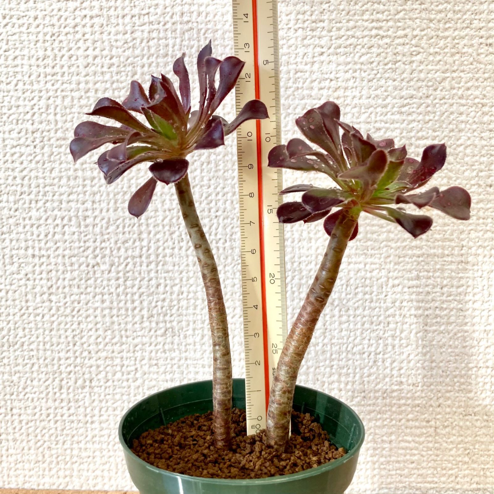 アオエニウム 黒法師・鉢入り・送料込 / 多肉植物 観葉植物 - メルカリ