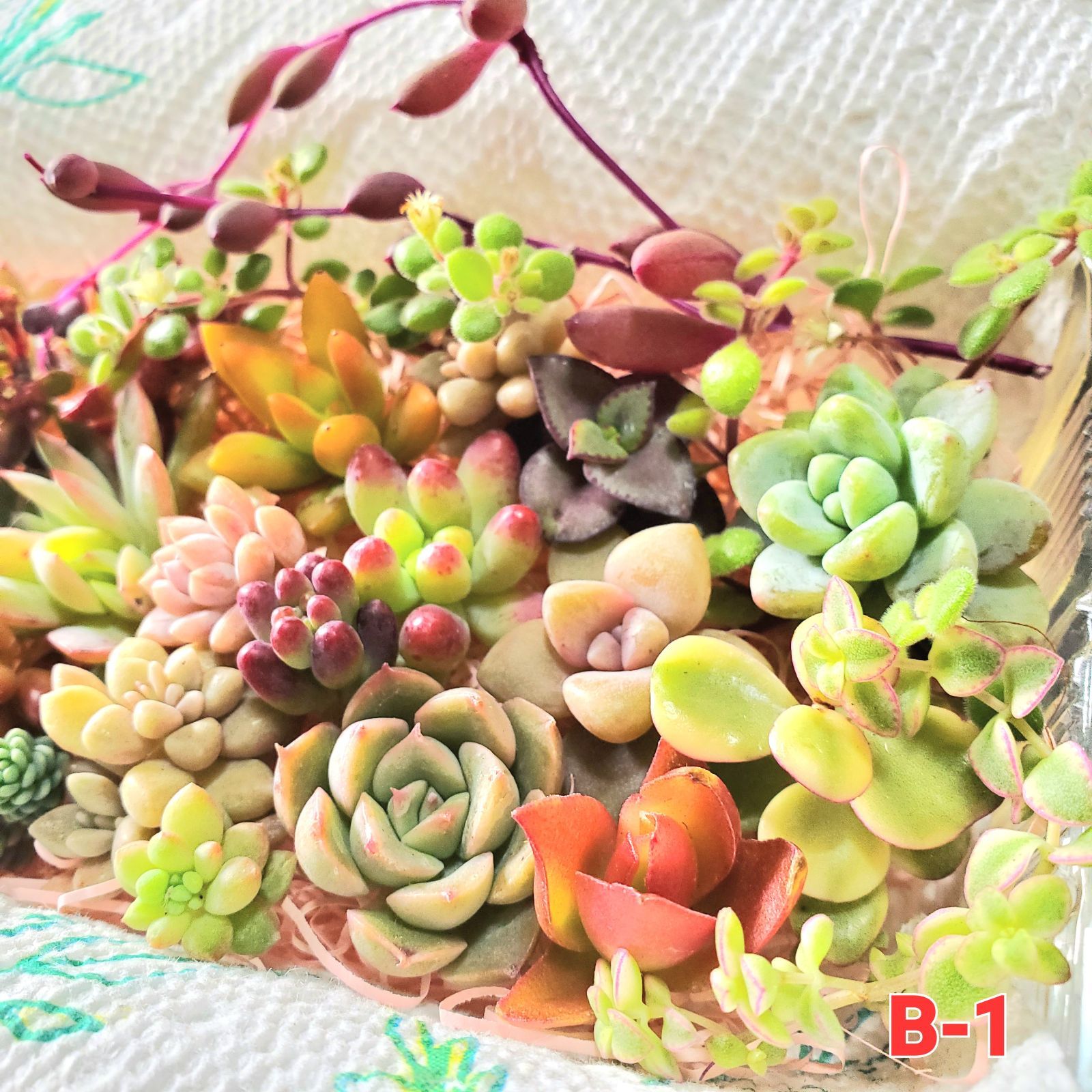多肉植物 カット苗 詰め合わせ☆B-1 - メルカリ 多肉植物 カット苗 詰め合わせ☆B-1 - メルカリ