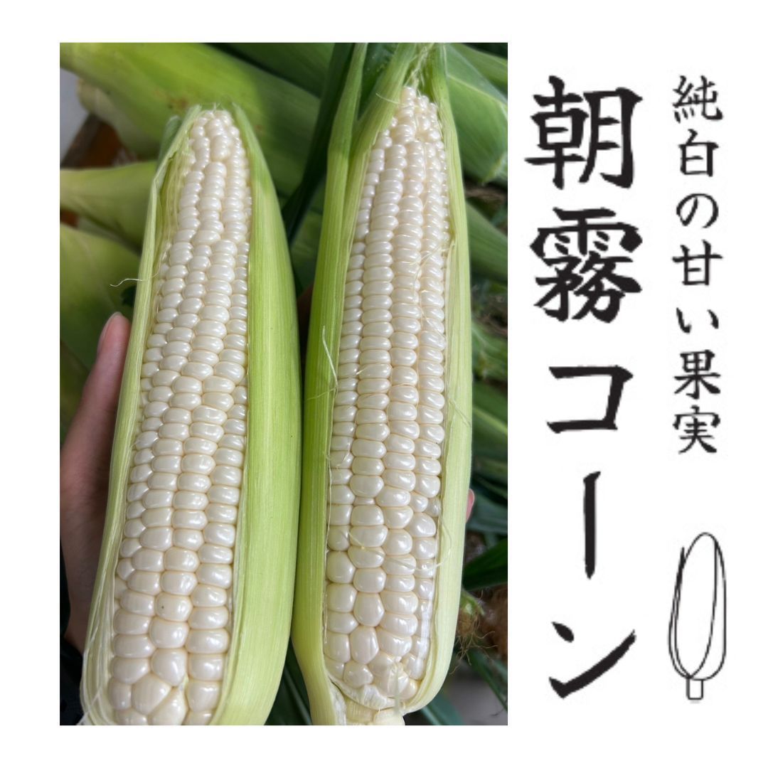 36本入り 雪の妖精 朝霧コーン 白いとうもろこし