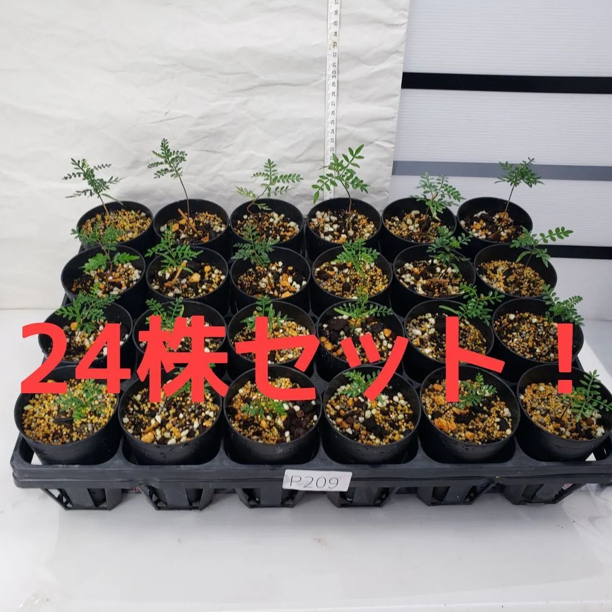 P209【SALE商品】オペルクリカリア パキプス 24株セット【灌木系・塊根植物】 - メルカリ