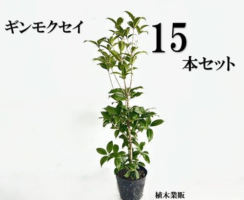 15本セット ギンモクセイ樹高0.5m前後15cmポット